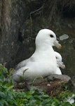 Northern fulmar. Pale morph adults, North Atlantic subspecies. Lunga Island, Treshnish Islands, Scotland, July 2012. Image © Alan Tennyson by Alan Tennyson.