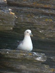 Northern fulmar. Pale morph adult, North Atlantic subspecies. Marwick Head, Orkney Islands, June 2012. Image © Alan Tennyson by Alan Tennyson.