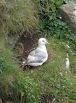 Northern fulmar. Pale morph adult at nest, North Atlantic subspecies. Lunga Island, Treshnish Islands, Scotland, July 2012. Image © Alan Tennyson by Alan Tennyson.