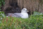 Northern fulmar. Pale morph adult (Atlantic subspecies) on nest. Farne Islands, United Kingdom, June 2015. Image © Kevin Agar by Kevin Agar.