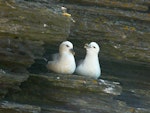 Northern fulmar. Pale morph adults, North Atlantic subspecies. Marwick Head, Orkney Islands, June 2012. Image © Alan Tennyson by Alan Tennyson.