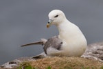 Northern fulmar. Pale morph adult (Atlantic subspecies) at breeding colony. Farne Islands, United Kingdom, June 2015. Image © Kevin Agar by Kevin Agar.