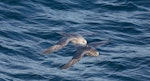 Northern fulmar. Pale and intermediate morph adults in flight (High Arctic subspecies). Svalbard, January 2012. Image © Sonja Ross by Sonja Ross.