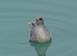 Northern fulmar. Front view of dark morph, swimming (High Arctic subspecies). Svalbard, August 2015. Image © Cyril Vathelet by Cyril Vathelet.