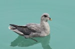 Northern fulmar. Adult dark morph swimming (High Arctic subspecies). Svalbard, August 2015. Image © Cyril Vathelet by Cyril Vathelet.