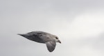 Northern fulmar. Dark morph adult in flight (High Arctic subspecies). Svalbard, January 2012. Image © Sonja Ross by Sonja Ross.