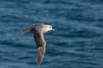 Northern fulmar. Dark morph adult in flight (High Arctic subspecies). Svalbard, January 2012. Image © Sonja Ross by Sonja Ross.