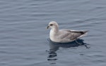 Northern fulmar. Intermediate morph adult on the water (High Arctic subspecies). Svalbard, January 2012. Image © Sonja Ross by Sonja Ross.