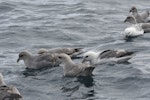 Northern fulmar. Flock including both dark and light morph birds (High Arctic subspecies). Bjørnøya, Svalbard, June 2017. Image © Manuel Marin by Manuel Marin.