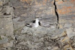 Northern fulmar. Pair at breeding site (pale and intermediate morphs, northern subspecies). Prince Leopold Island, Canada, July 2012. Image © Jennifer Provencher by Jennifer Provencher.