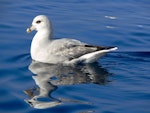 Northern fulmar. Intermediate morph adult, High Arctic subspecies. Svalbard, June 2011. Image © Tony Crocker by Tony Crocker.