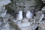 Northern fulmar. Pair at breeding site (pale morphs, northern subspecies). Prince Leopold Island, Canada, July 2012. Image © Jennifer Provencher by Jennifer Provencher.