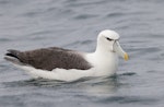 White-capped mollymawk | Toroa. Adult on water. Kaikoura pelagic, April 2023. Image © Glenn Pure by Glenn Pure.