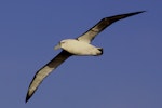 White-capped mollymawk | Toroa. Ventral view of adult in flight. At sea between Antipodes Island and Bollons Island, May 2010. Image © Mark Fraser by Mark Fraser.