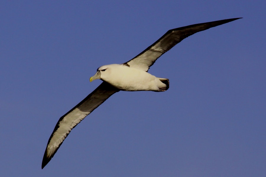 White-capped mollymawk | Toroa. Ventral view of adult in flight. At sea between Antipodes Island and Bollons Island, May 2010. Image © Mark Fraser by Mark Fraser.