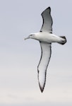 White-capped mollymawk | Toroa. Adult in flight. Halfmoon Bay, Stewart Island, March 2023. Image © Glenn Pure by Glenn Pure.