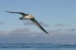 White-capped mollymawk | Toroa. Adult in flight showing underwings. Kaikoura pelagic, June 2007. Image © Rebecca Bowater FPSNZ by Rebecca Bowater FPSNZ.