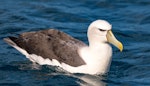 White-capped mollymawk | Toroa. Tasmanian subspecies T. c. cauta. Stewart Island, February 2017. Image © Matthias Dehling by Matthias Dehling.