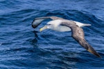 White-capped mollymawk | Toroa. Adult, spp steadi. Auckland Islands, January 2018. Image © Mark Lethlean by Mark Lethlean.