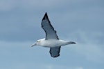 White-capped mollymawk | Toroa. Adult in flight. Outer Hawke Bay, June 2016. Image © Les Feasey by Les Feasey.