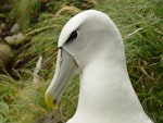 White-capped mollymawk | Toroa. Close view of adult head in natural light. South West Cape, Auckland Island, February 2006. Image © Graeme Taylor by Graeme Taylor.