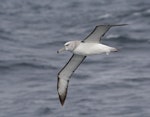 White-capped mollymawk | Toroa. Ventral view of juvenile in flight. At sea, Off Wollongong, New South Wales, Australia, August 2011. Image © Brook Whylie by Brook Whylie.