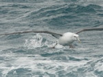 White-capped mollymawk | Toroa. Adult taking off from sea. Cook Strait, August 2012. Image © Alan Tennyson by Alan Tennyson.