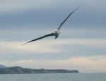 White-capped mollymawk | Toroa. Adult in flight showing leading edges of wings. Off Kaikoura, June 2008. Image © Alan Tennyson by Alan Tennyson.