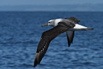 White-capped mollymawk | Toroa. Immature bird in flight showing dorsal view. Whangaroa pelagic chum spot, January 2014. Image © Les Feasey by Les Feasey.