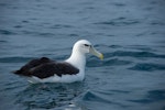 White-capped mollymawk | Toroa. Adult at sea. Outer Hawke Bay, June 2016. Image © Les Feasey by Les Feasey.