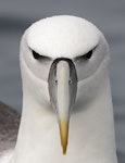 White-capped mollymawk | Toroa. Adult on water. Kaikoura pelagic, April 2023. Image © Glenn Pure by Glenn Pure.