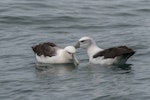 White-capped mollymawk | Toroa. Adult pair at sea. Taranaki, September 2015. Image © Leon Berard by Leon Berard.