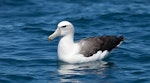 White-capped mollymawk | Toroa. Subadult on water. Kaikoura pelagic, November 2011. Image © Sonja Ross by Sonja Ross.