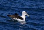 White-capped mollymawk | Toroa. Subadult on water. Kaikoura pelagic, January 2013. Image © Colin Miskelly by Colin Miskelly.