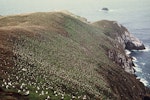 White-capped mollymawk | Toroa. Breeding colony. Disappointment Island, Auckland Islands, February 1973. Image © Department of Conservation (image ref: 10033156) by Rodney Russ Department of Conservation.