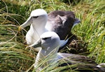 White-capped mollymawk | Toroa. Pair of adults at nest site. South West Cape, Auckland Islands, January 2007. Image © Ian Armitage by Ian Armitage.