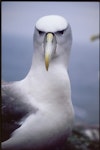 White-capped mollymawk | Toroa. Front view of adult Tasmanian white-capped mollymawk. Albatross Island, Tasmania, September 2001. Image © Mike Double by Mike Double.