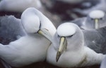 White-capped mollymawk | Toroa. Adult pair of Tasmanian white-capped mollymawk. Albatross Island, Tasmania, September 2001. Image © Mike Double by Mike Double.