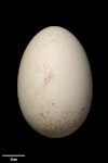 White-capped mollymawk | Toroa. Egg 100.4 x 68.2 mm (NMNZ OR.018499, collected by Graham Turbott). Disappointment Island, Auckland Islands, December 1944. Image © Te Papa by Jean-Claude Stahl.