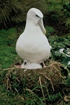 White-capped mollymawk | Toroa. Adult and chick on nest. Disappointment Island, Auckland Islands, February 1988. Image © Department of Conservation (image ref: 10038635) by Graeme Taylor Department of Conservation.