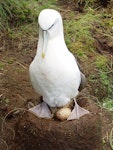 White-capped mollymawk | Toroa. Adult on pipping egg. South West Cape, Auckland Island, February 2006. Image © Graeme Taylor by Graeme Taylor.