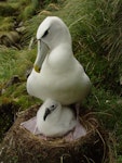 White-capped mollymawk | Toroa. Adult and chick on nest. South West Cape, Auckland Island, February 2006. Image © Graeme Taylor by Graeme Taylor.