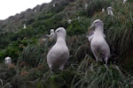 White-capped mollymawk | Toroa. Adults at breeding colony. Disappointment Island, Auckland Islands, January 2018. Image © Colin Miskelly by Colin Miskelly.