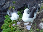 White-capped mollymawk | Toroa. Pair displaying. South West Cape, Auckland Islands, January 2006. Image © Graeme Taylor by Graeme Taylor.