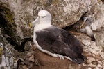 White-capped mollymawk | Toroa. Adult on nest. Forty Fours, Chatham Islands, December 2009. Image © Mark Fraser by Mark Fraser.