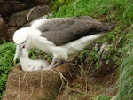 White-capped mollymawk | Toroa. Adult feeding chick. South West Cape, Auckland Island, February 2006. Image © Graeme Taylor by Graeme Taylor.