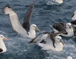 White-capped mollymawk | Toroa. Adult of nominate species (left) with two local steadi (right). Cook Strait, May 2016. Image © Geoff de Lisle by Geoff de Lisle.