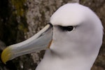 White-capped mollymawk | Toroa. Close up of adult head. Forty Fours, Chatham Islands, December 2009. Image © Mark Fraser by Mark Fraser.