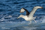 White-capped mollymawk | Toroa. Adult ssp cauta taking off from the water. At sea off Kiama, New South Wales, Australia, April 2019. Image © Lindsay Hansch by Lindsay Hansch.