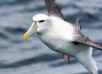 White-capped mollymawk | Toroa. Tasmanian subspecies T. c. cauta. Stewart Island, February 2017. Image © Matthias Dehling by Matthias Dehling.